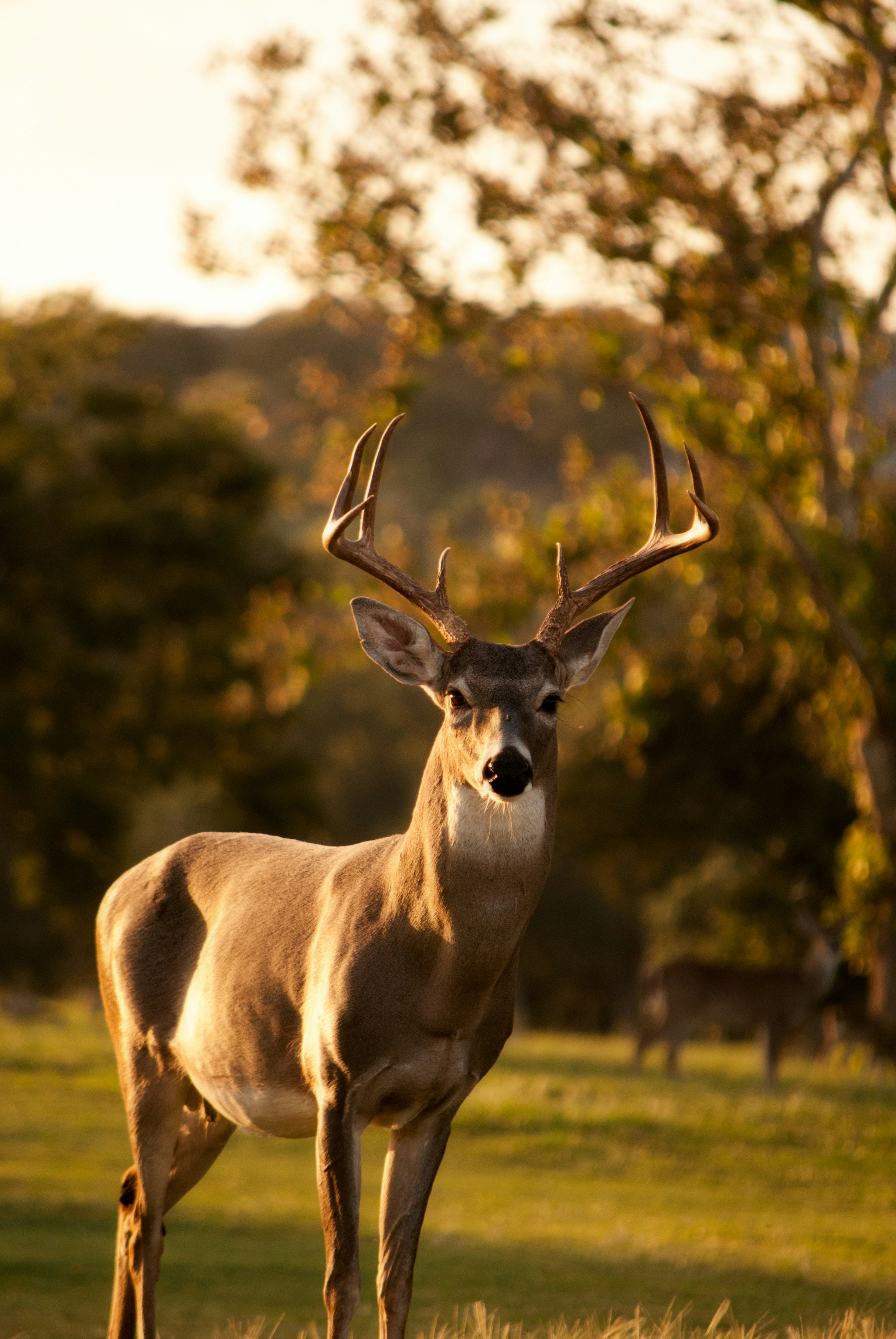 Beating the Hunting Season Rush: Why September Is the Ultimate Month to Secure Your Hunting Land